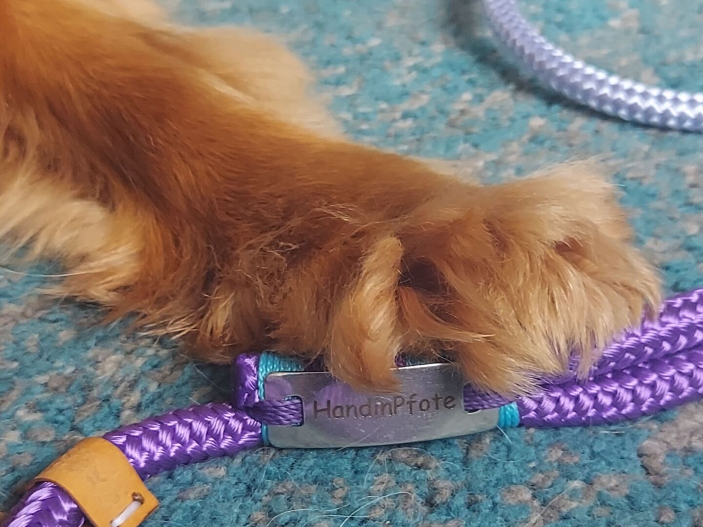 Ein Hundepfote mit einem violetten Halsband, auf dem "HandinPfote" steht, liegt auf einem blauen Teppich.