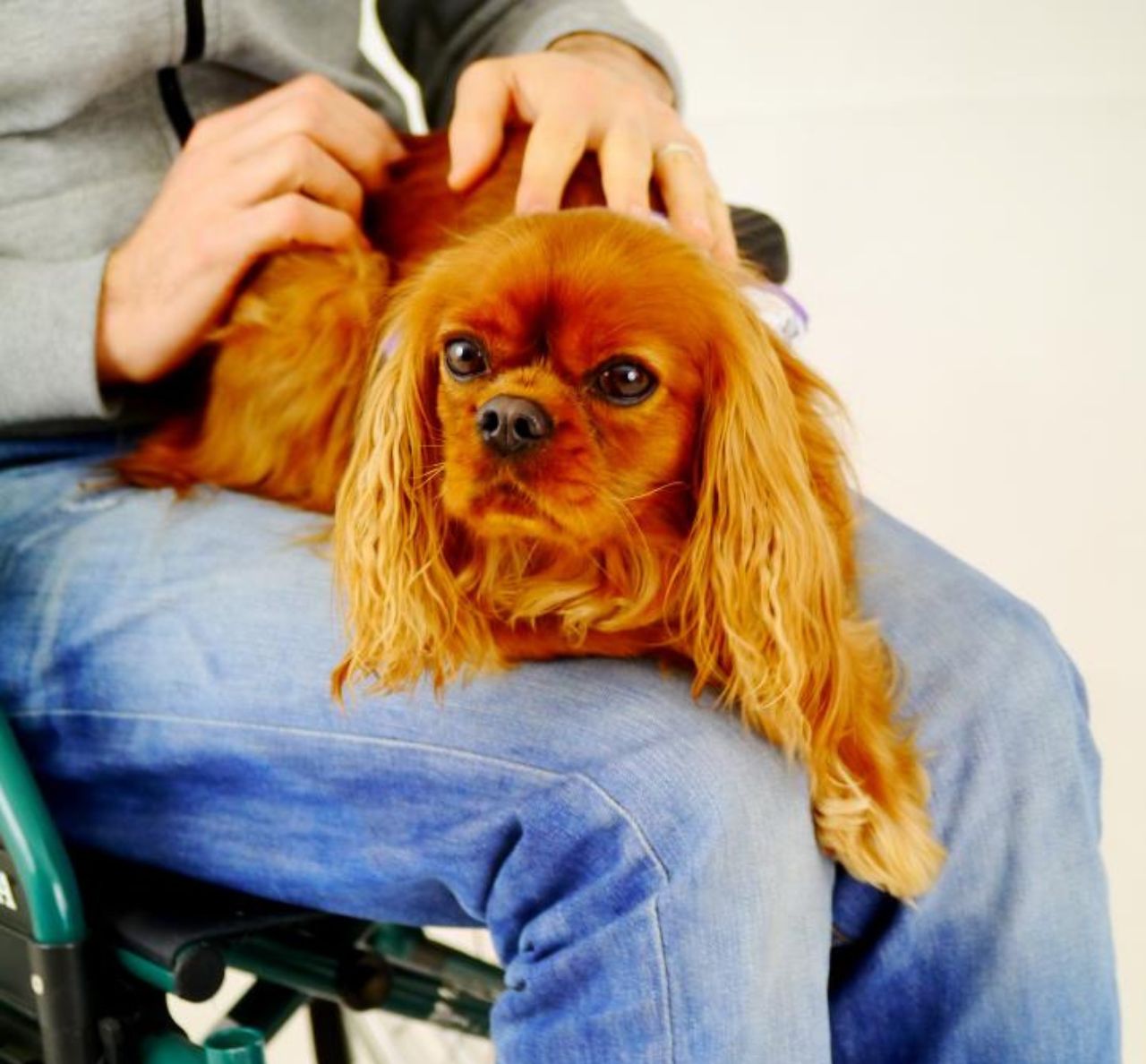 Ein kleiner, flauschiger Hund mit orangefarbener Fellfarbe sitzt auf dem Schoß einer Person in einem Rollstuhl und wird gestreichelt.